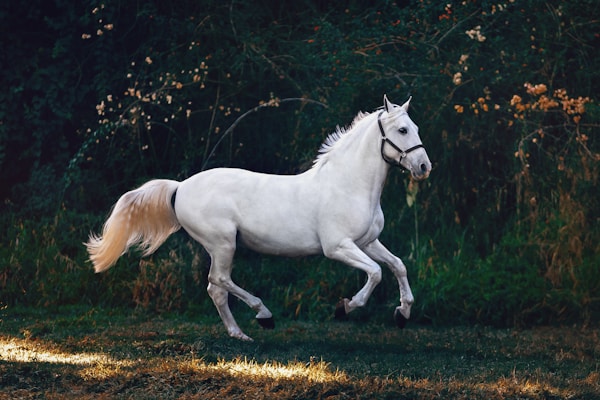 Balade à cheval dans un paysage naturel — Agence Pélican